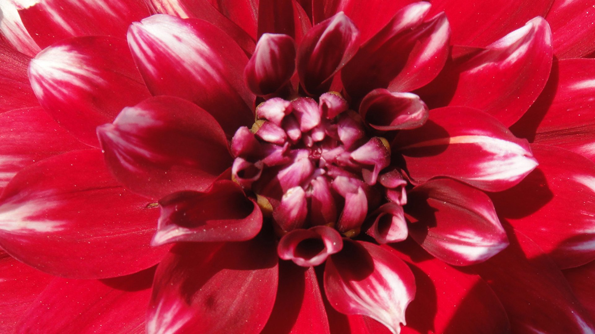 Dahlia