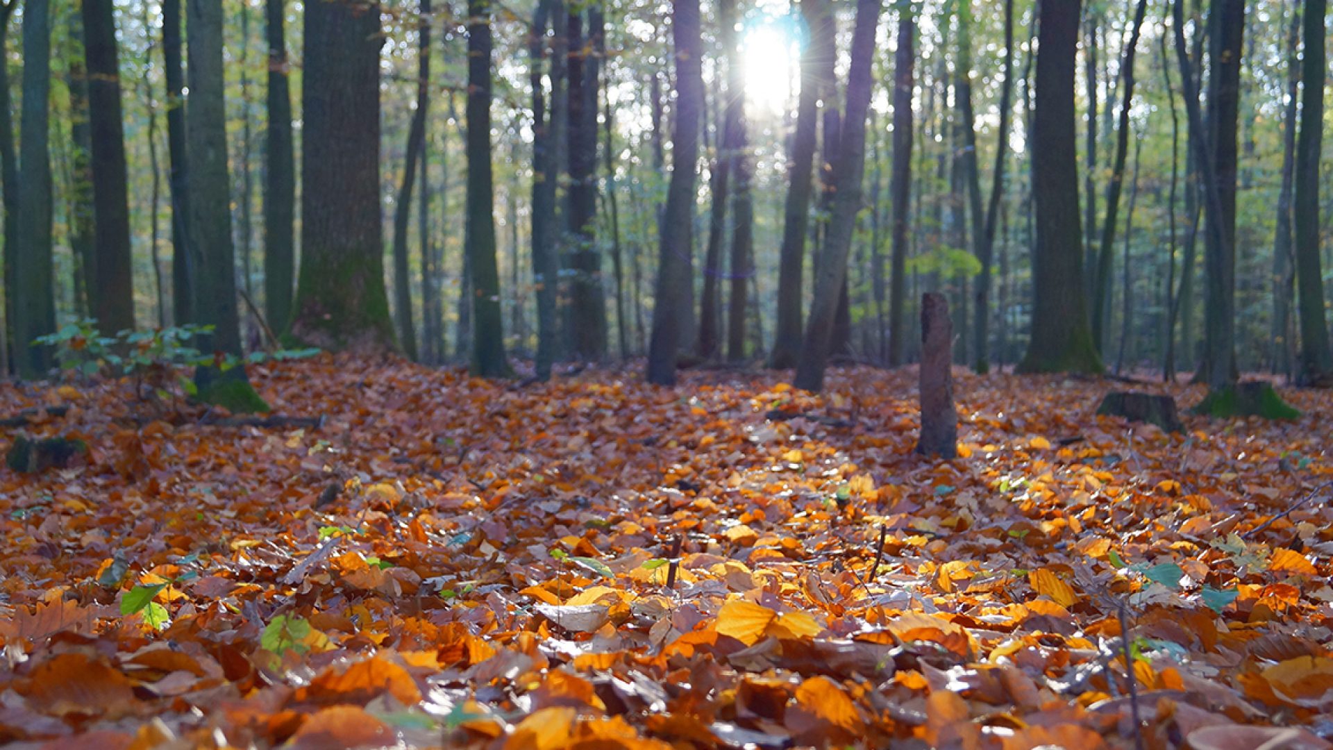 Why fall is the best time to decorate