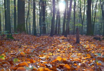 Why fall is the best time to decorate