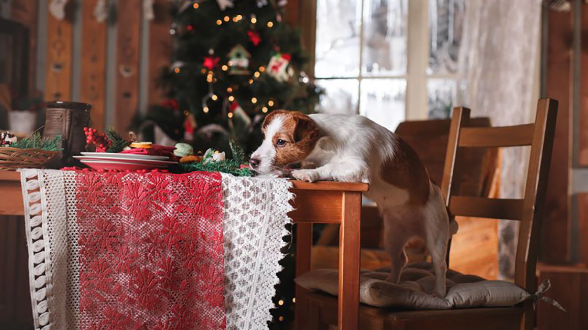 How to keep your pet safe during the holidays