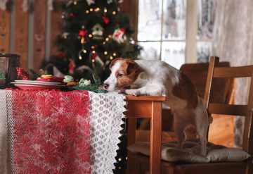 How to keep your pet safe during the holidays