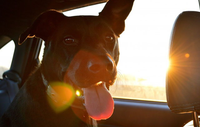 Properly secure pets on road trips or driving around the neighborhood