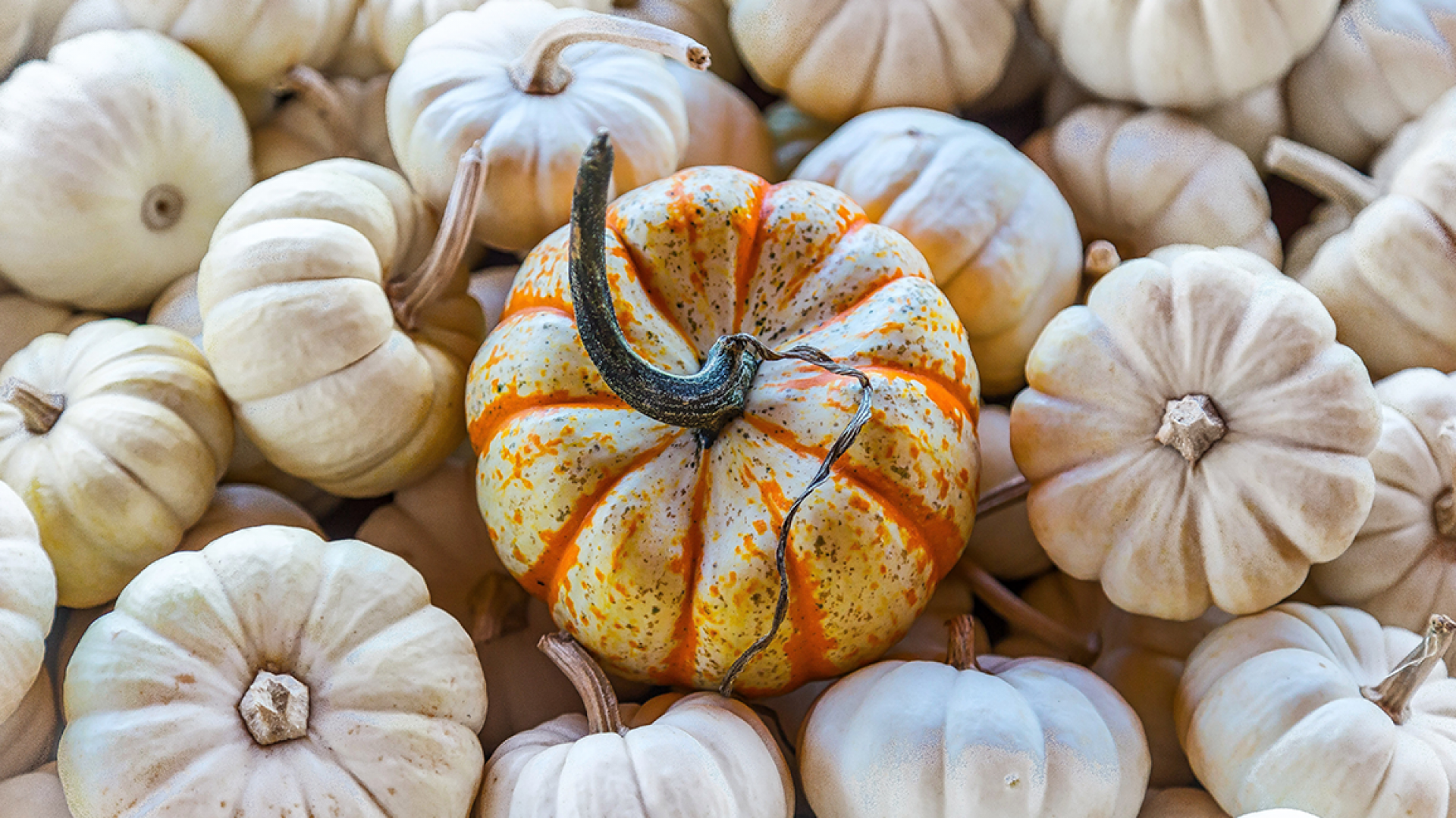 white pumpkins