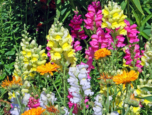 Bloom Blossom Snapdragon Flowers Detail Colorful