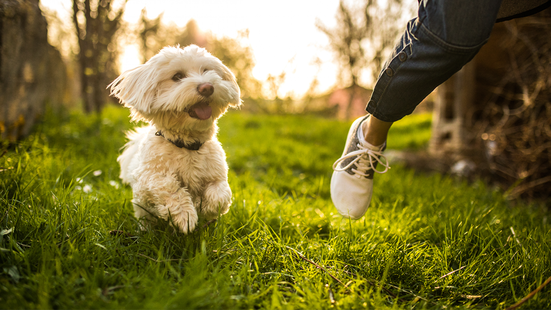 Pet friendly homes