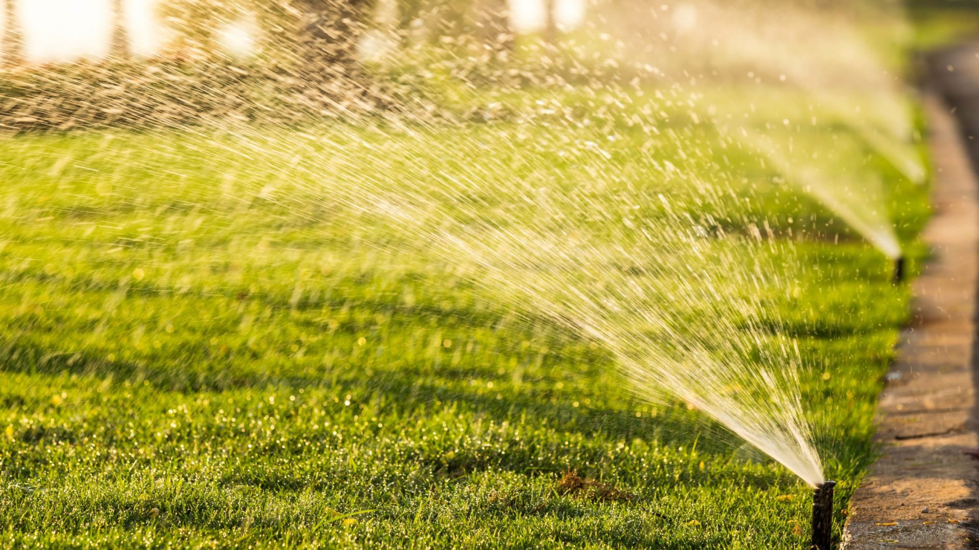Tampa lawn care tips for winter