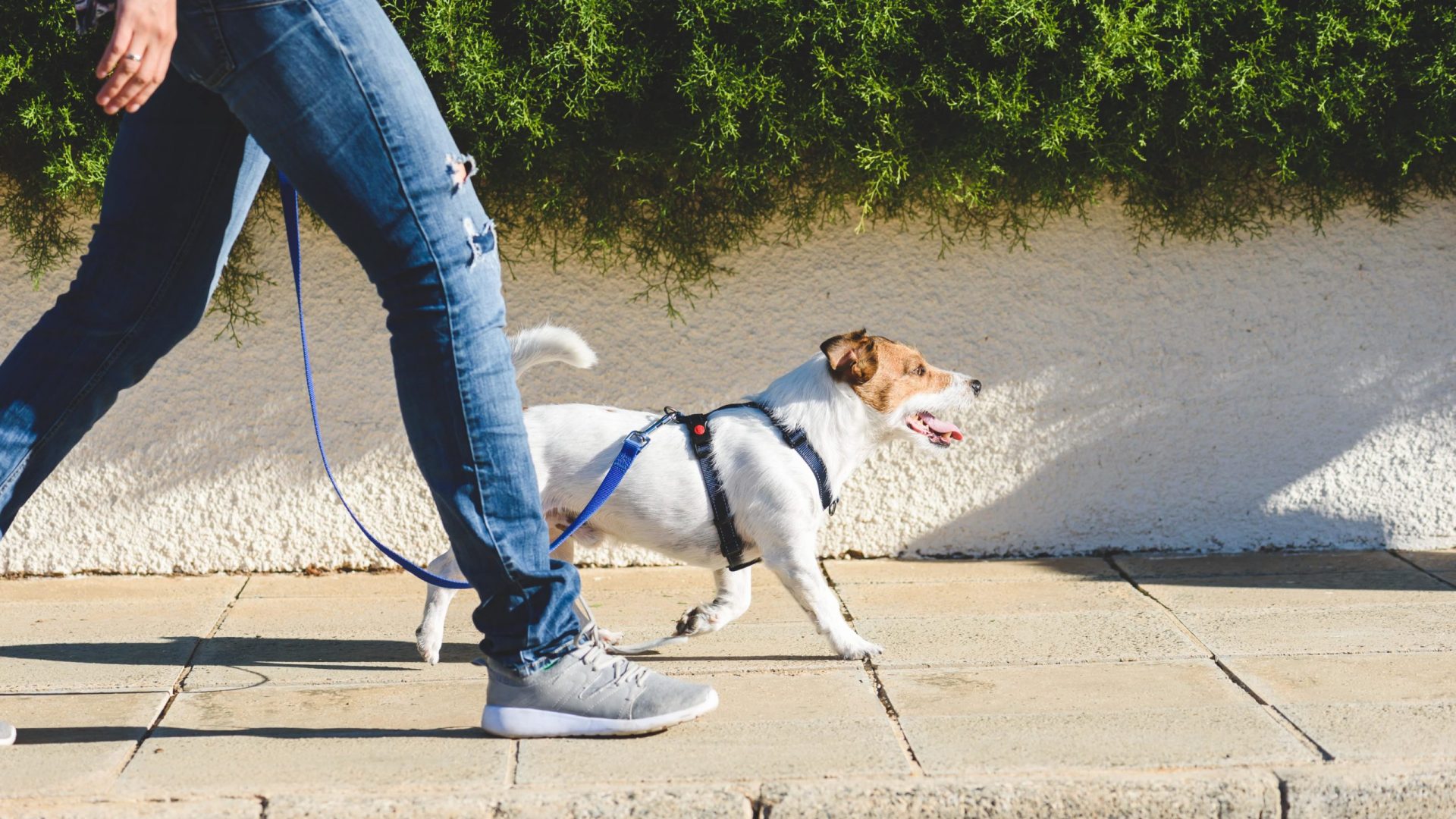 Walking a dog Lennar