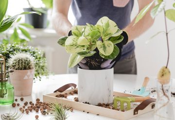 the best indoor house plants