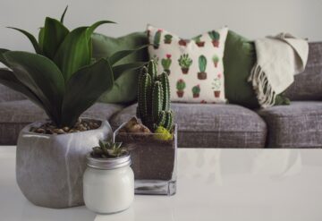 indoor house plants