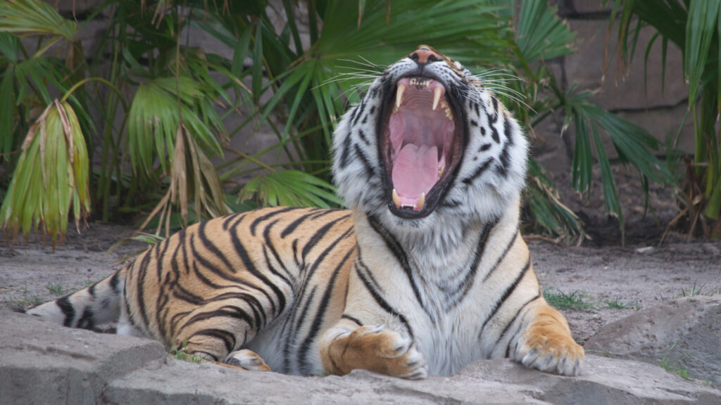 Busch Gardens tiger