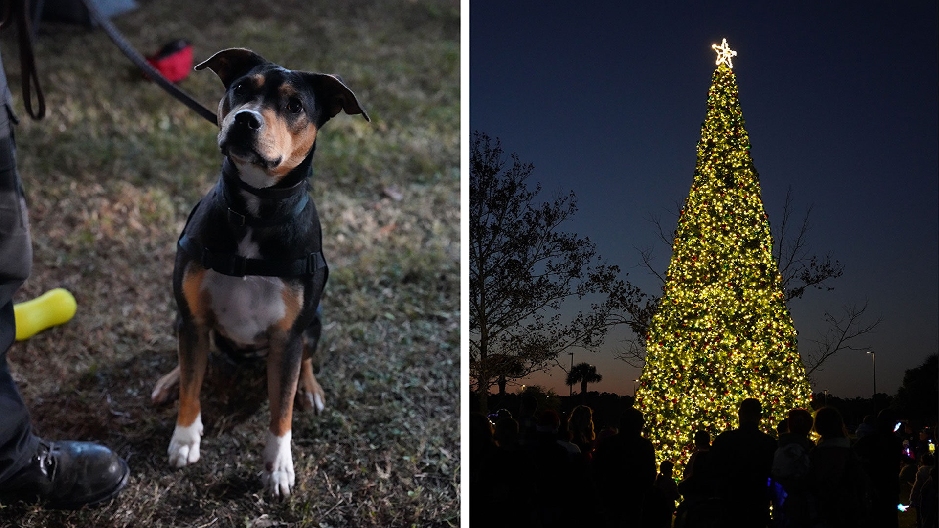 K9s For Warriors Tree Lighting