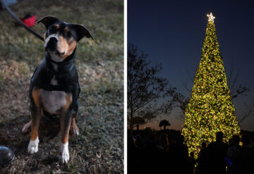 K9s For Warriors Tree Lighting