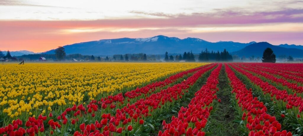 Skagit Valley Field Tulips